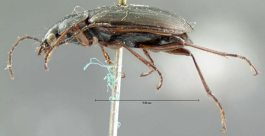 Image of Agonum (Olisares) deceptivum (Le Conte 1879)