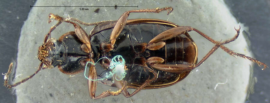 Image of Agonum (Olisares) deceptivum (Le Conte 1879)