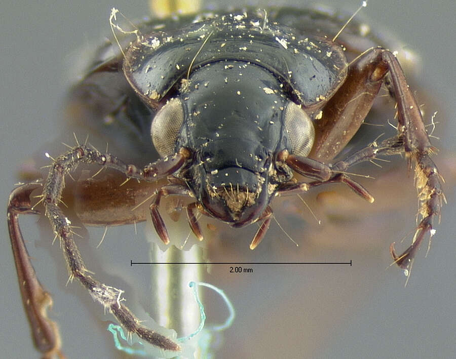 Image of Agonum (Olisares) deceptivum (Le Conte 1879)