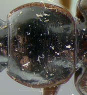 Image of Agonum (Olisares) deceptivum (Le Conte 1879)