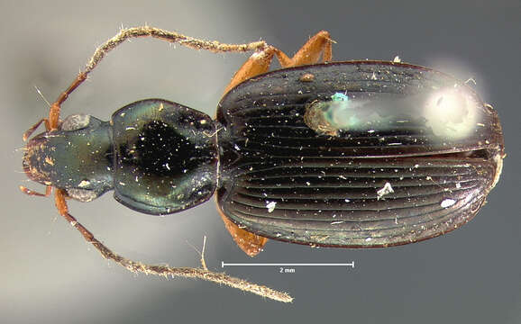 Image of Agonum (Olisares) basale Le Conte 1846