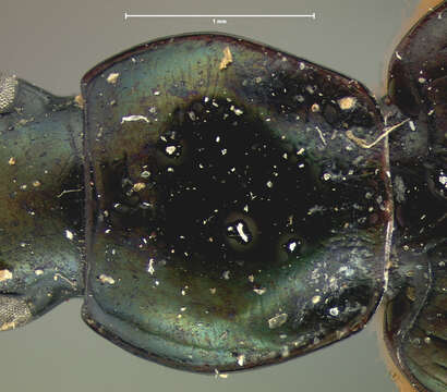 Image of Agonum (Olisares) basale Le Conte 1846