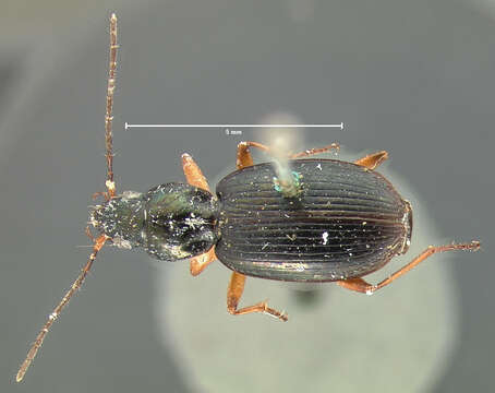 Image of Agonum (Olisares) basale Le Conte 1846