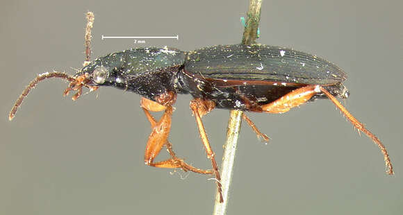 Image of Agonum (Olisares) basale Le Conte 1846