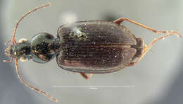 Image of Agonum (Olisares) striatopunctatum Dejean 1828