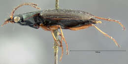 Image of Agonum (Olisares) striatopunctatum Dejean 1828