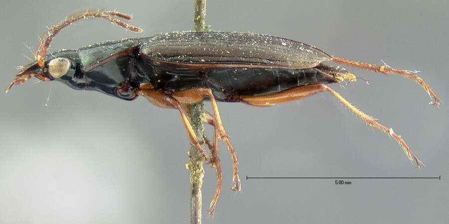 Image of Agonum (Olisares) striatopunctatum Dejean 1828