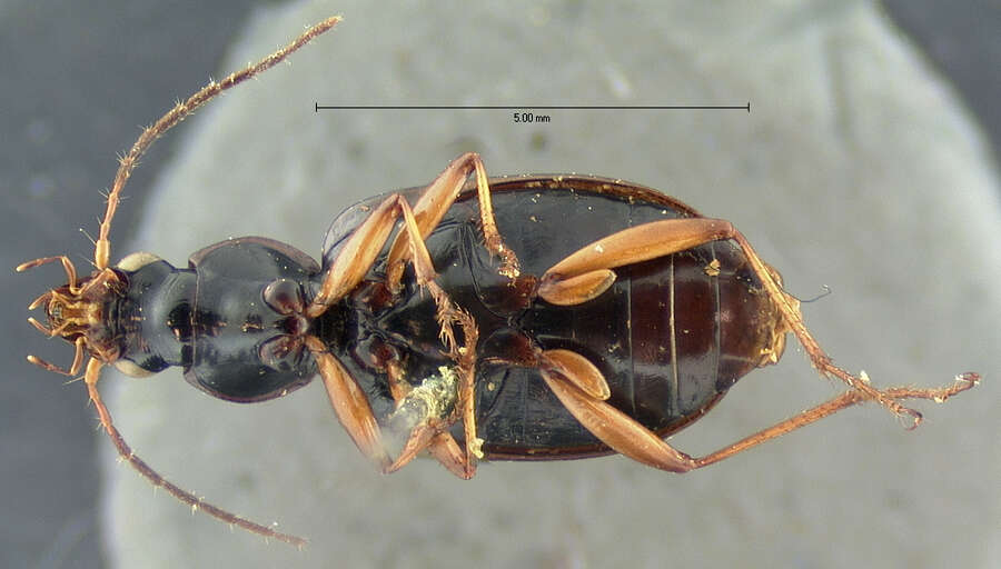 Image of Agonum (Olisares) striatopunctatum Dejean 1828