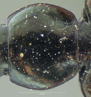 Image of Agonum (Olisares) striatopunctatum Dejean 1828