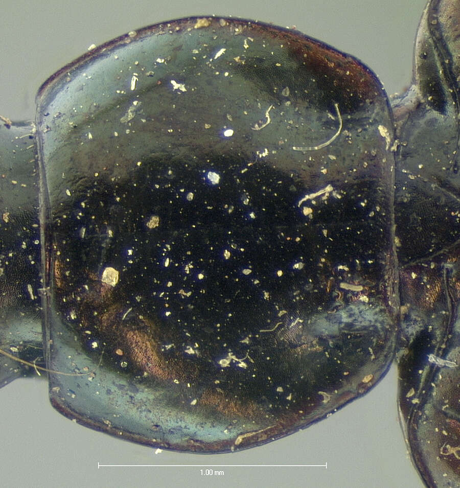 Image of Agonum (Olisares) striatopunctatum Dejean 1828