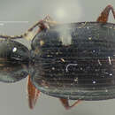 Image of Agonum (Olisares) crenulatum (Le Conte 1854)