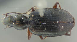 Image of Agonum (Olisares) crenulatum (Le Conte 1854)