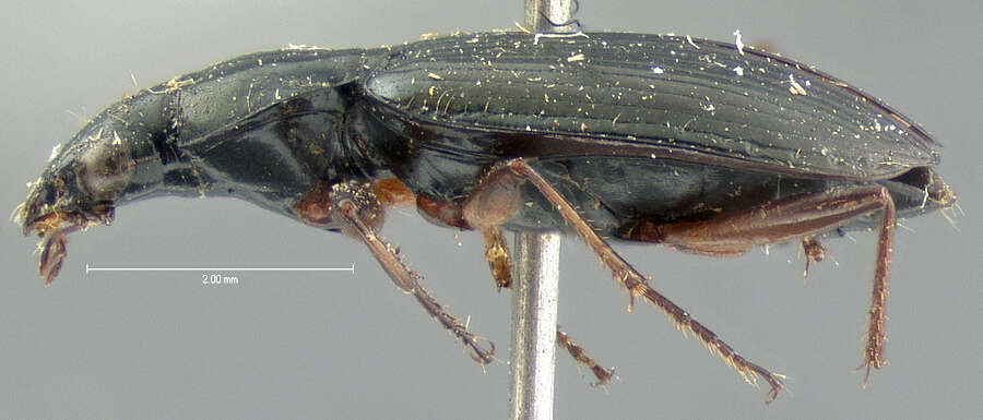 Image of Agonum (Olisares) crenulatum (Le Conte 1854)