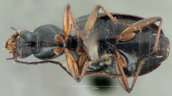 Image of Agonum (Olisares) crenulatum (Le Conte 1854)