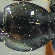 Image of Agonum (Olisares) crenulatum (Le Conte 1854)