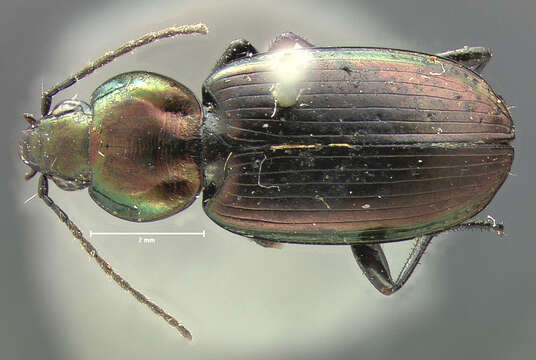 Image of Agonum (Olisares) cupreum Dejean 1831