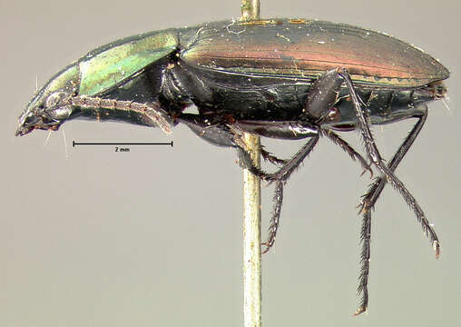 Image of Agonum (Olisares) cupreum Dejean 1831