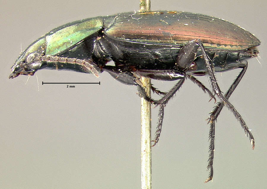 Image of Agonum (Olisares) cupreum Dejean 1831