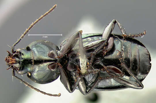 Image of Agonum (Olisares) cupreum Dejean 1831