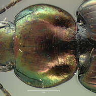 Image of Agonum (Olisares) cupreum Dejean 1831