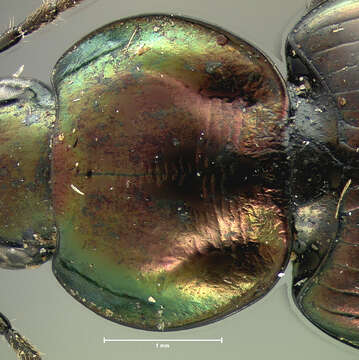 Image of Agonum (Olisares) cupreum Dejean 1831