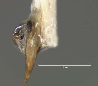 Image of Agonum (Olisares) cupreum Dejean 1831