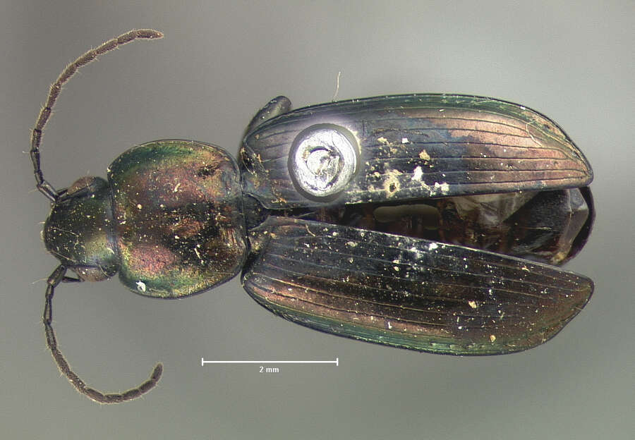 Image of Agonum (Olisares) cupreum Dejean 1831