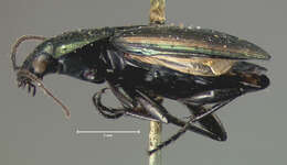 Image of Agonum (Olisares) cupreum Dejean 1831