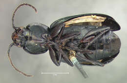 Image of Agonum (Olisares) cupreum Dejean 1831