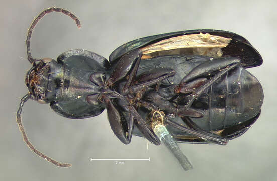 Image of Agonum (Olisares) cupreum Dejean 1831