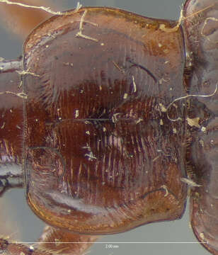 Image of Carabidae