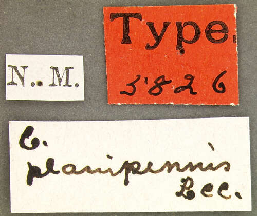 Plancia ëd Cymindis (Cymindis) planipennis Le Conte 1863