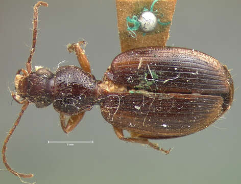 Cymindis (Cymindis) elegans Le Conte 1846的圖片