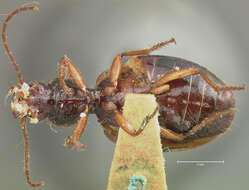 Image of Cymindis (Cymindis) elegans Le Conte 1846