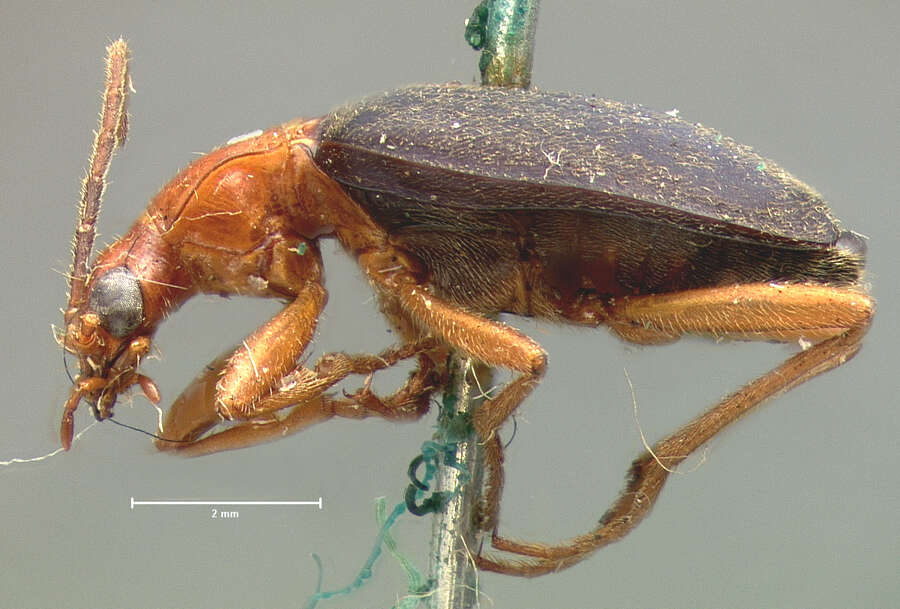 Image of Brachinus (Neobrachinus) patruelis Le Conte 1844