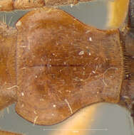 Image of Brachinus (Neobrachinus) cyanipennis Say 1823