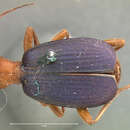 Image of Brachinus (Neobrachinus) alternans Dejean 1825