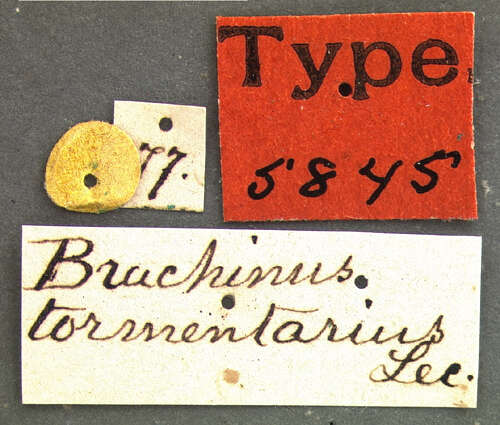 Image of Brachinus (Neobrachinus) alternans Dejean 1825