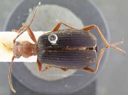 Imagem de Brachinus (Neobrachinus) tenuicollis Le Conte 1844