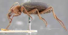 Imagem de Brachinus (Neobrachinus) tenuicollis Le Conte 1844