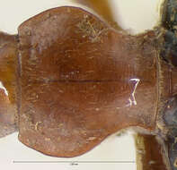 Imagem de Brachinus (Neobrachinus) tenuicollis Le Conte 1844