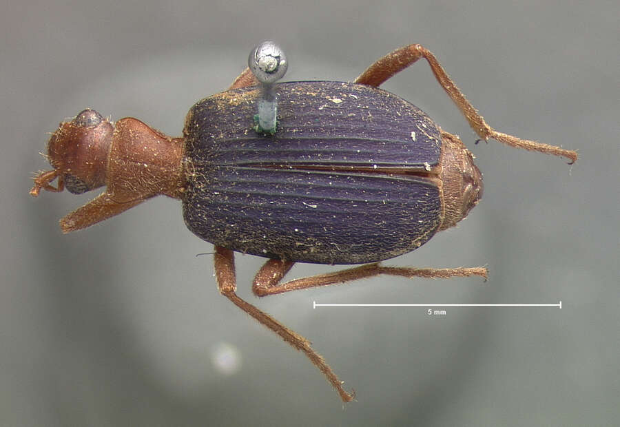 Image of Brachinus puncticollis Schmidt-Goebel 1846