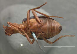 Image of Brachinus puncticollis Schmidt-Goebel 1846