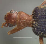 Image of Brachinus puncticollis Schmidt-Goebel 1846