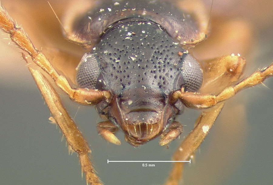 Image of Lebia (Lebia) lobulata Le Conte 1863