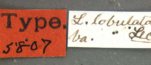 Image of Lebia (Lebia) lobulata Le Conte 1863