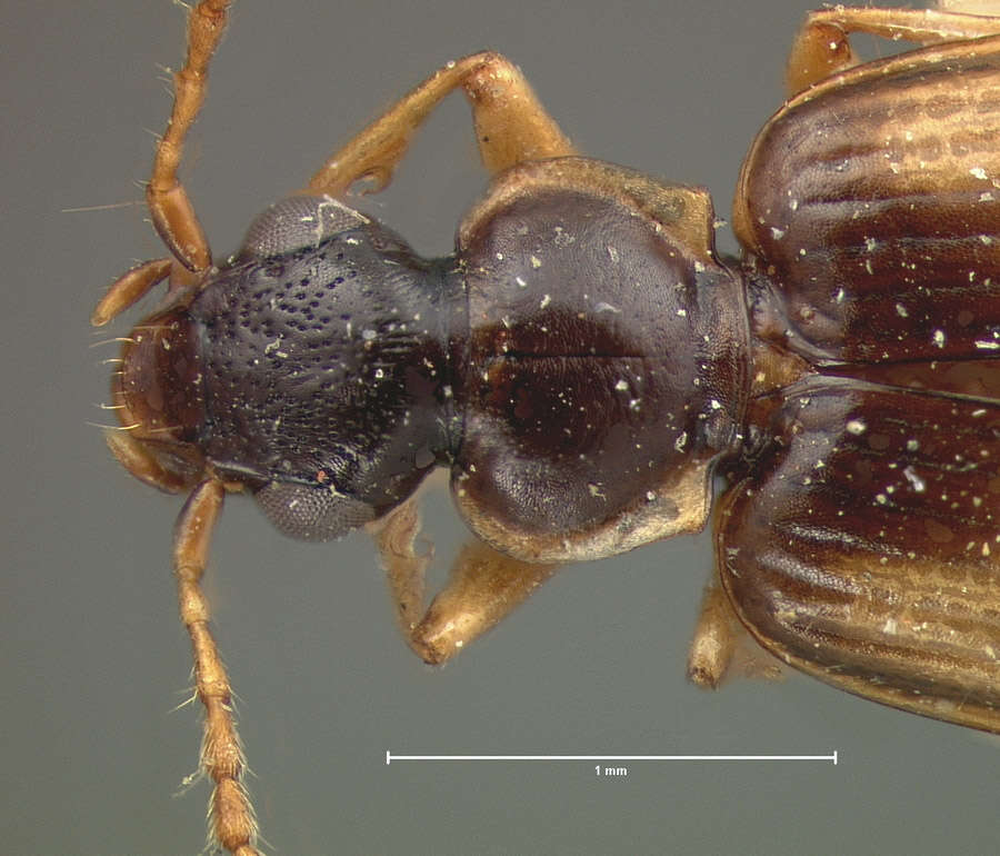 Image of Lebia (Lebia) lobulata Le Conte 1863