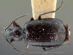 Image of Lebia (Lebia) moesta Le Conte 1850