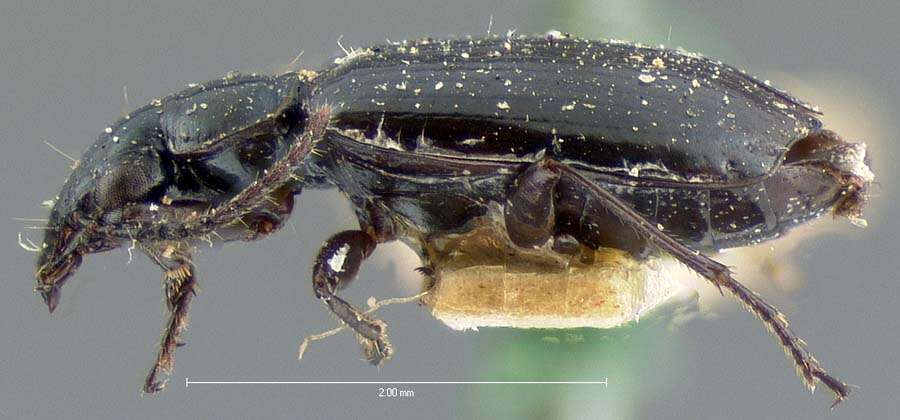 Image of Lebia (Lebia) moesta Le Conte 1850