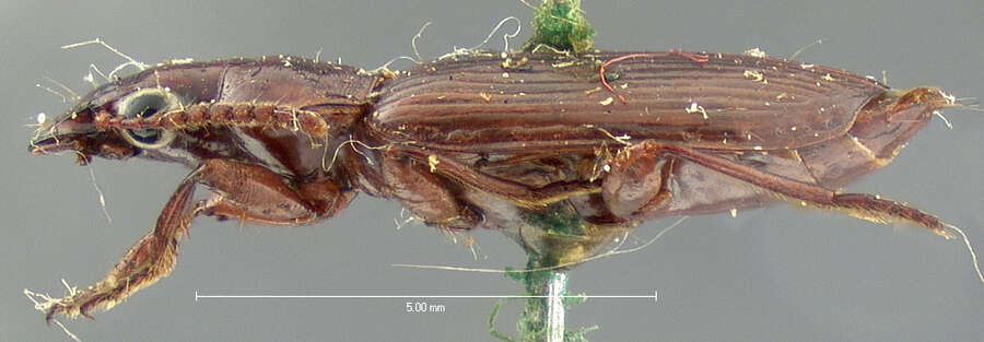 Image of Carabidae